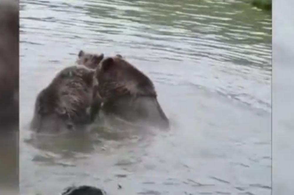ZASTRAŠUJUĆI SNIMAK IZ ZOOLOŠKOG VRTA: Vučica je upala u vodu kod medveda, a onda se odigrao pokolj! (VIDEO)