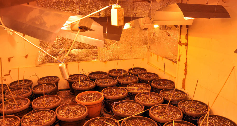 Pripadnici Ministarstva unutrašnjih poslova u Novom Sadu otkrili su laboratoriju za proizvodnju marihuane  