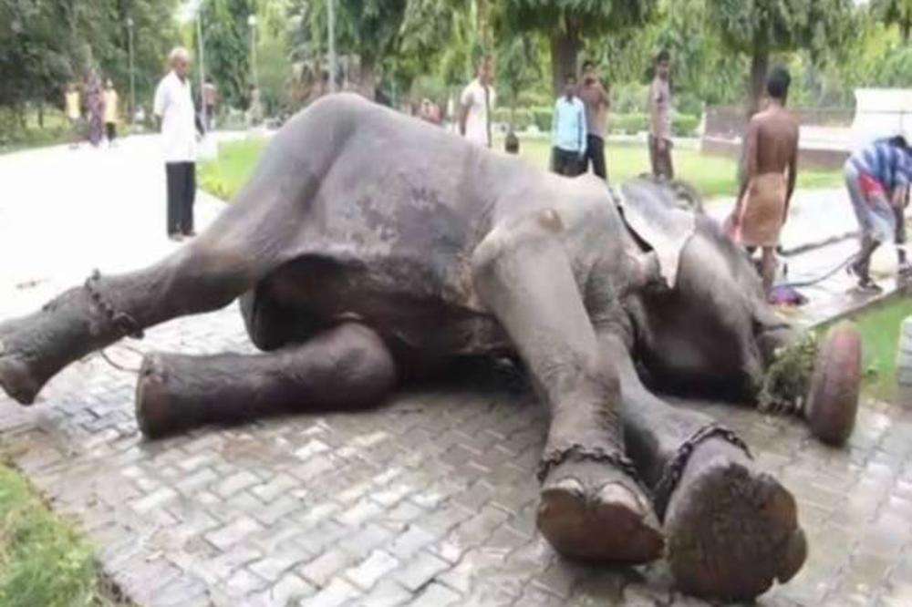 OVO JE NEIZDRŽIVA TUGA: Pogledajte kako plače slon kog su zlostavljali punih 50 godina! (VIDEO)
