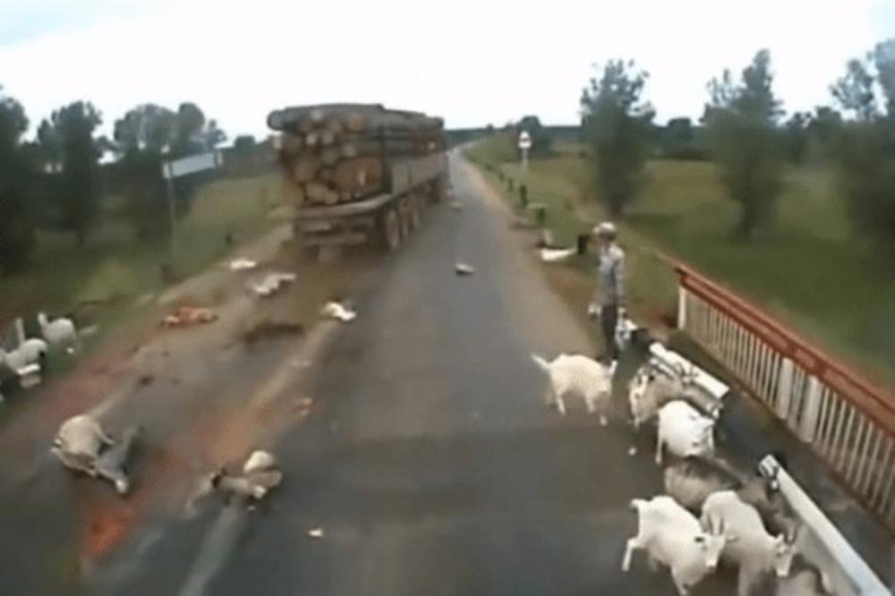 SNIMAK KOJI JE UŽASNUO CEO SVET: Ludi vozač kamiona napravio pravi MASAKR kada je naleteo na stado koza! (VIDEO)