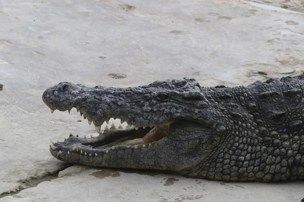 KOLEGE SU PRONAŠLE NJENO TELO: Indonežanku je krokodil ubio na nezamislivo užasan način!