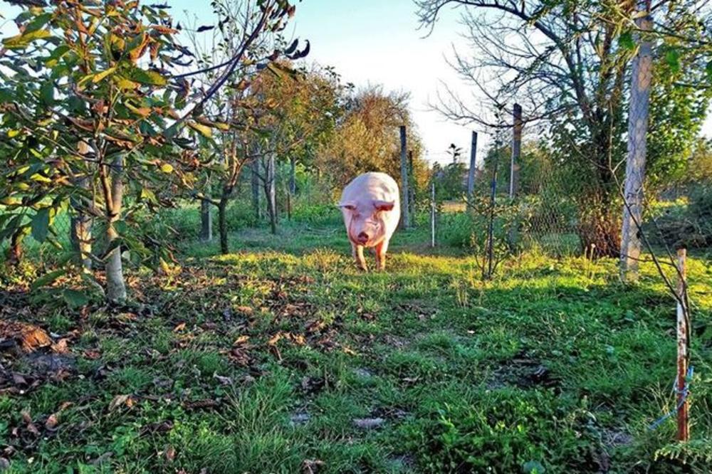 UMIRE LJILJA, BALKAN U SUZAMA: Najpoznatija svinja regiona je napunila 3 godine, veterinari kažu da je KRAJ!