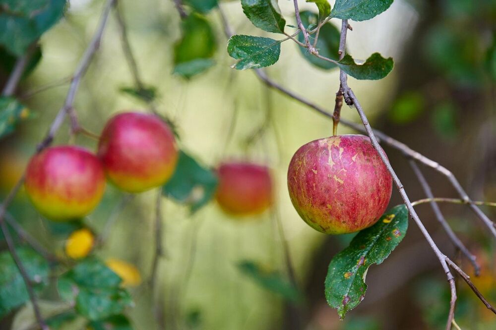 Jabuke su odlične za zdravlje, pa tako i za prevenciju raka pluća  