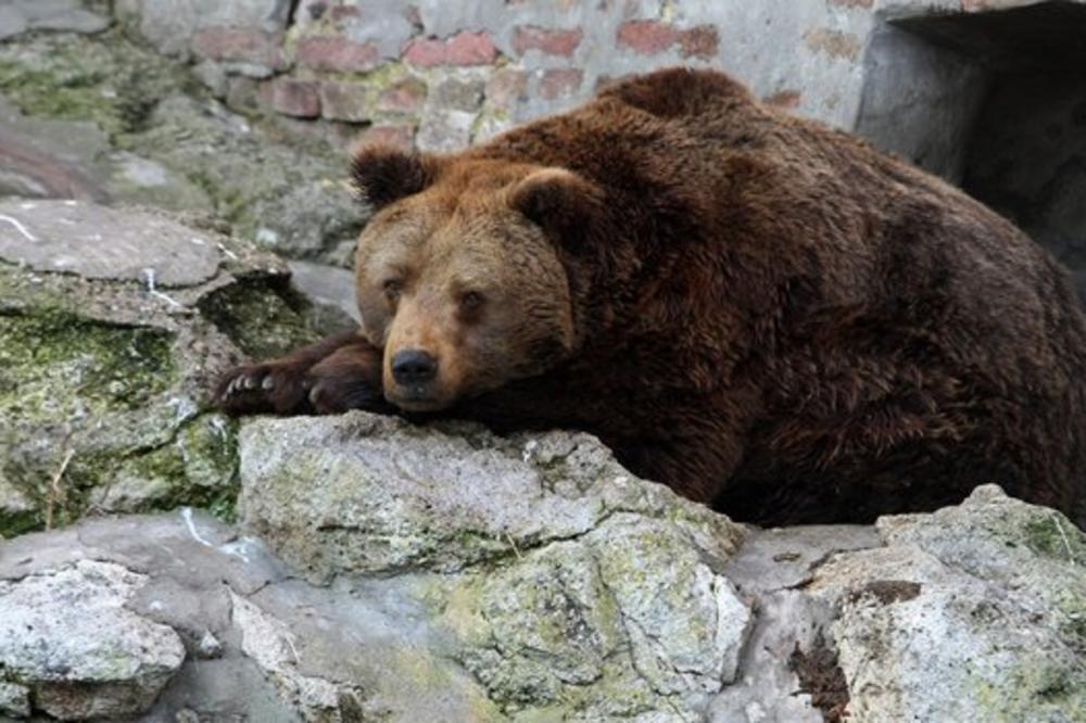 GOREĆE U PAKLU ZBOG OVOG ŠTO SU URADILI: Hrvati mučili medveda, NE PIŠE IM SE DOBRO