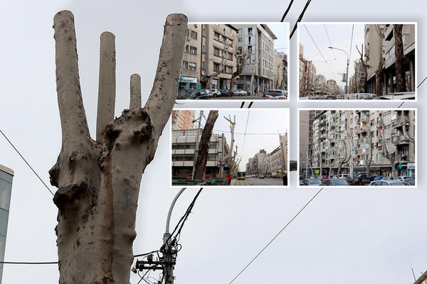 PREREZANI PATRLJCI MOLE ZA ŽIVOT: Stabla posečena i u centru grada, PRIZOR JE PRETUŽAN! (FOTO)