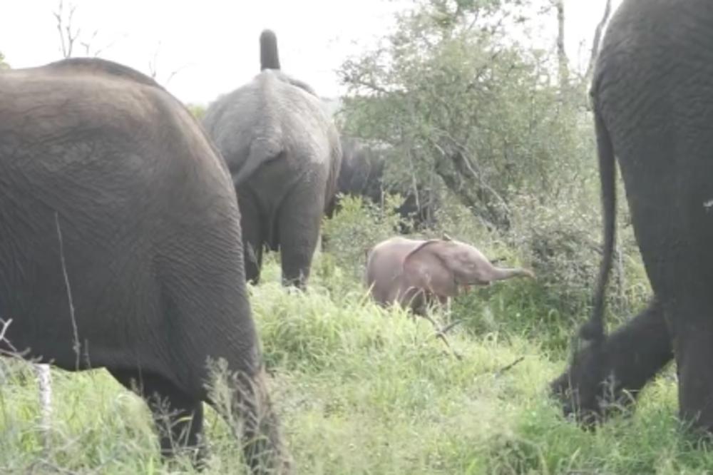KAO U DIZNIJEVOJ SCENI! Mladunče slona roze boje ušetalo među slonove u divljini (VIDEO)