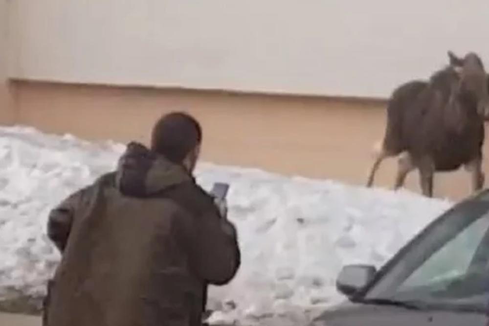 OVO SE DEŠAVA SAMO U RUSIJI: Životinja napravila haos NASRED ULICE! Žena pokušala da je otera NA LUD NAČIN (VIDEO)