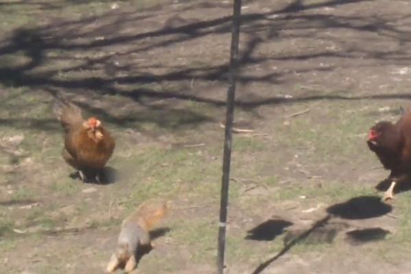 OVO JE NAJVEĆE NERVIRANJE NA SVETU: Kad vidite šta veverica radi kokoškama, BIĆE VAM ŽAO!!! (VIDEO)