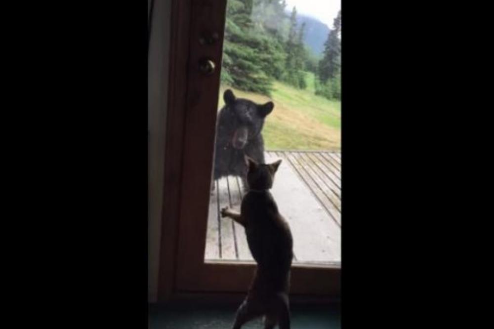 OVAJ SNIMAK SVI DELE: Veliki medved koji se toliko prepao mačke da je pao s trema! (VIDEO)
