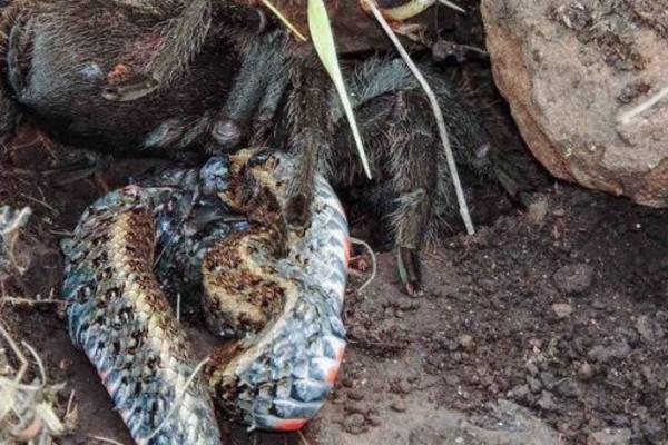NEVEROVATAN DOGAĐAJ OSTAVIO STUDENTE U ČUDU: Ispod kamena pronađena tarantula kako proždire veliku zmiju! (VIDEO)