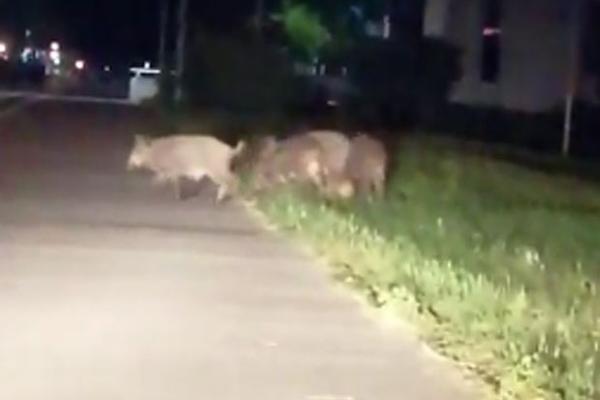 NEVEROVATAN PRIZOR U PRESTONICI: Divlje svinje se šetaju po NBG blokovima! (VIDEO)