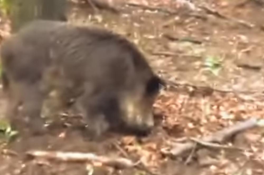ZARAZA UBIJA DIVLJAČ: Afrička svinjska kuga uzela maha po lovištima širom Srbije!