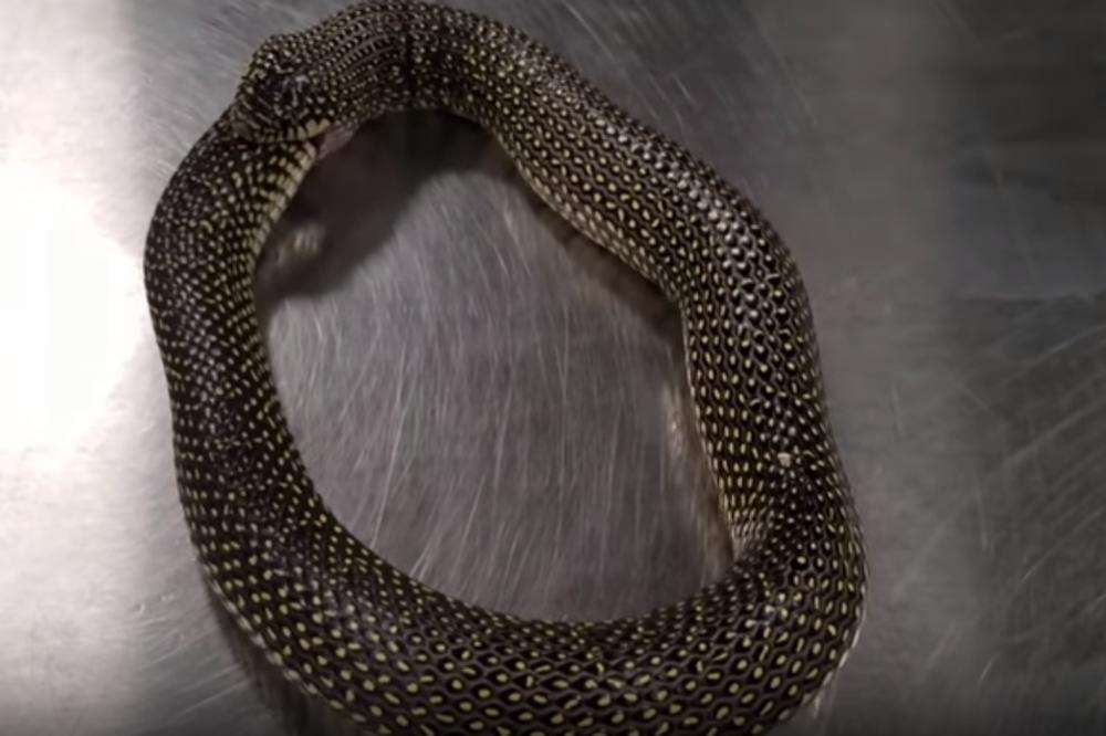 OVAKO NEŠTO DO SADA NISTE VIDELI! Ova zmija pokušala je da pojede SAMU SEBE, nje vlasnik je spasio TRIKOM (VIDEO)