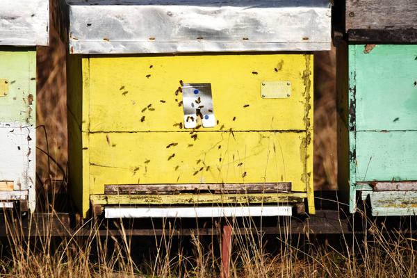 "OSIM MEDA, I OVAJ PROIZVOD JE MOĆAN AFRODIZIJAK": Pčelar iz Zaječara otrkio "tajnu iz košnice" koju MNOGI NE ZNAJU