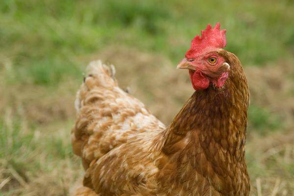 NAJVEĆA KATASTROFA U ŽIVINARSKOM SEKTORU U EVROPI: Više od 200.000 kokošaka uginulo od vrućine u Crnoj Gori!