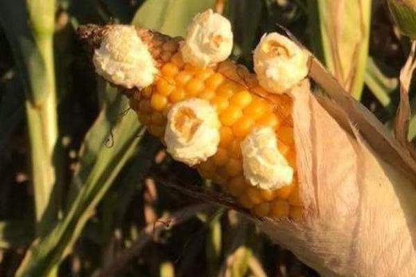 ISPRAVKA: Fotografija na kojoj se kukuruz pretvara u kokice je lažna