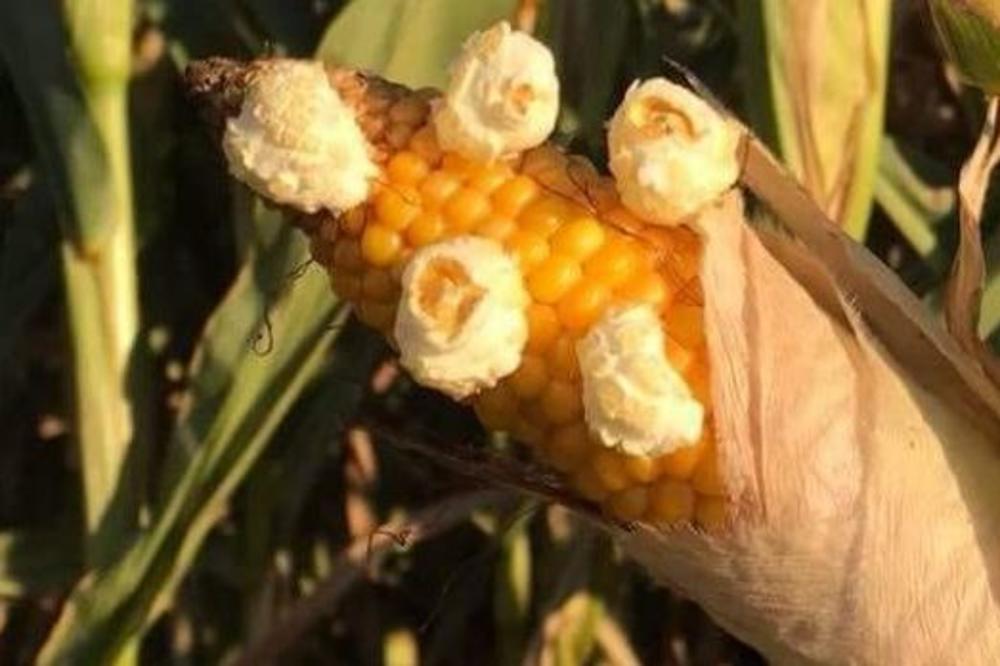 ISPRAVKA: Fotografija na kojoj se kukuruz pretvara u kokice je lažna