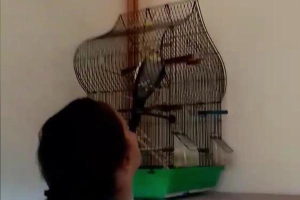 VUČIĆU, VUČIĆU: Pogledajte kako papagaj oduševljeno skandira PREDSEDNIKOVO IME (VIDEO)