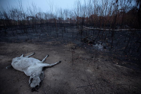 SMRT U VATRI KOJU JE ZAPALILA LJUDSKA POHLEPA: Požari u Amazoniji dovešće do IZUMIRANJA, a ovako je sve počelo