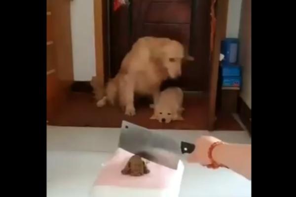 SNAGA MAJČINSKOG INSTIKTA: Pred ženku retrivera i njeno štene stavili su SATARU - reakcija je neverovatna! (VIDEO)