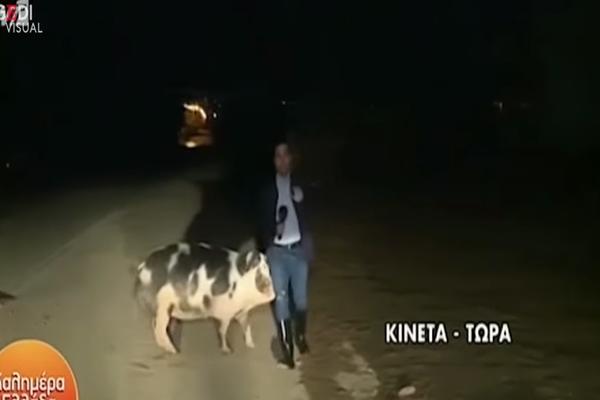 NOVINAR SE UKLJUČIO UŽIVO: Iza leđa mu je prišla svinja i usledilo je ludilo! (VIDEO)