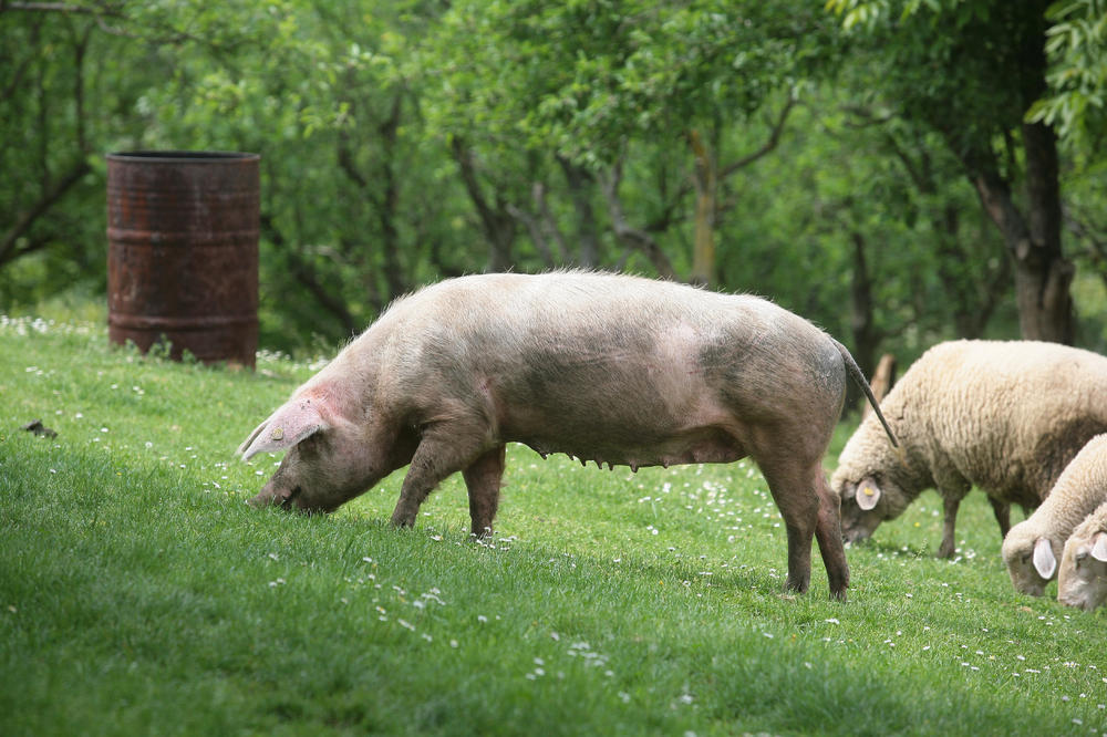 Od danas bez vakcinacije protiv klasične kuge svinja na celoj teritoriji Srbije
