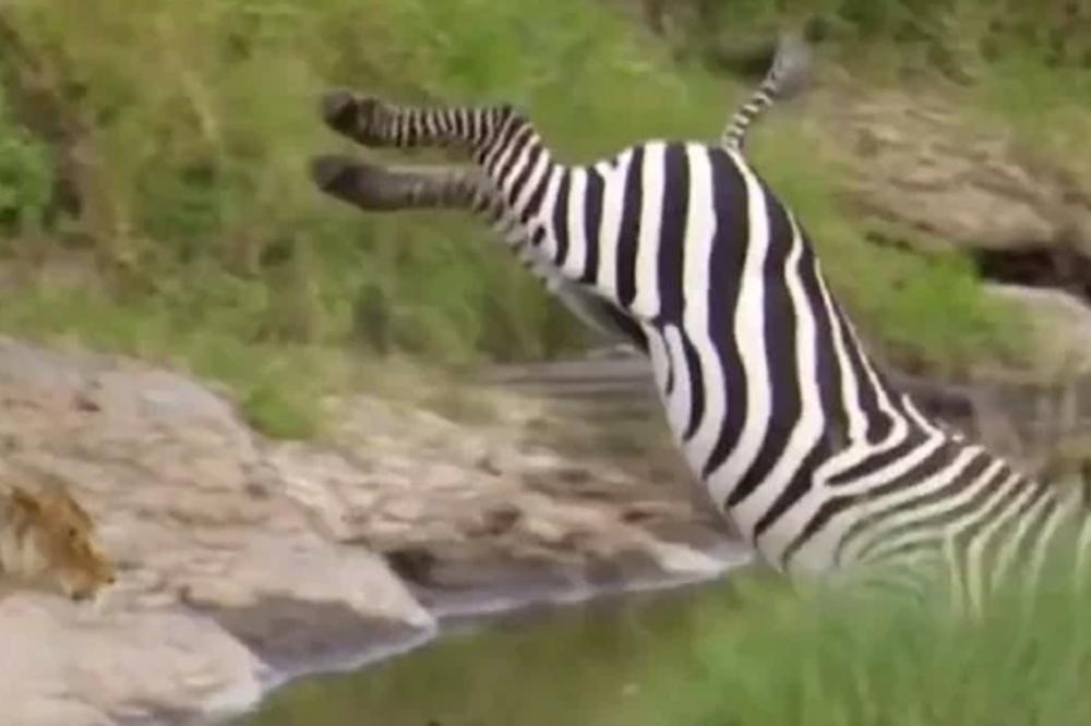 TO SE ZOVE REFLEKS: Zebra na impresivan način pobegla lavici koja je htela da je ščepa (VIDEO)