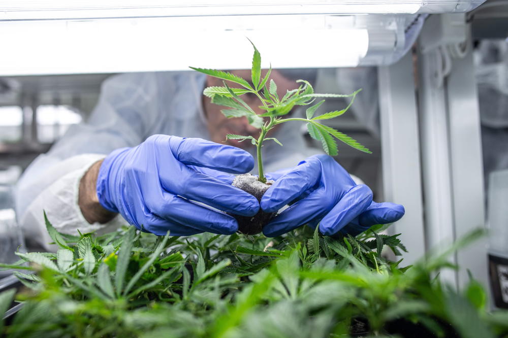 VELIKA AKCIJA SRPSKE POLICIJE: U Plandištu otkrivena laboratorija za uzgoj marihuane