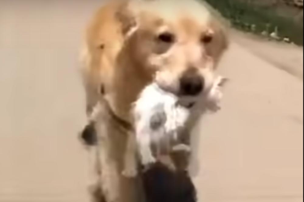 VIDELI SU KAKO ZLATNI RETRIVER NOSI MAČE: Kada su shvatili šta je pas uradio, bili su zadivljeni! (VIDEO)