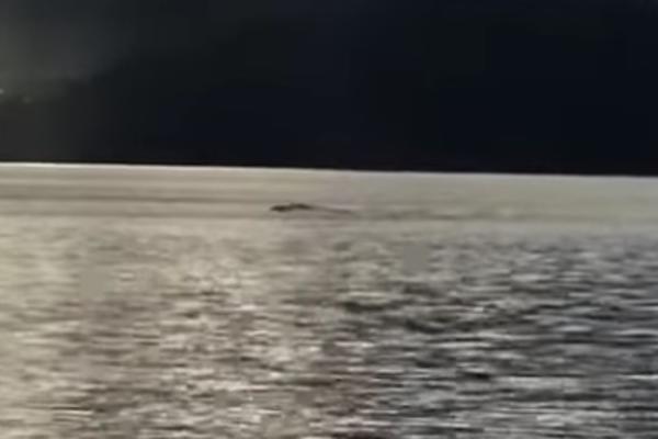 KONAČNO, DA LI JE OVO DOKAZ? Snimljeno ČUDOVIŠTE u jezeru Okangan?! (VIDEO)