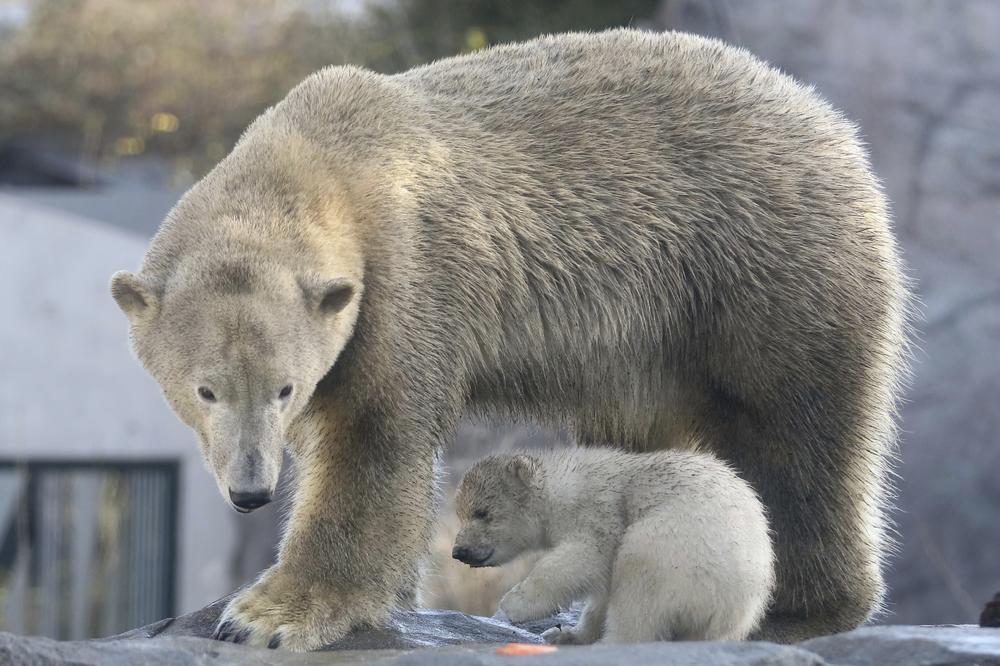 HOROR: Polarni medved ubio čoveka na norveškom arktičkom ostrvu