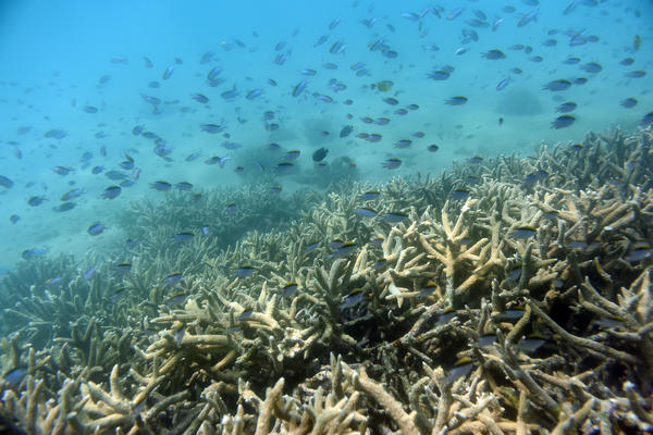 NEOBIČNO REŠENJE: Mogu li LEGO KOCKICE spasiti singapurske koralne grebene?