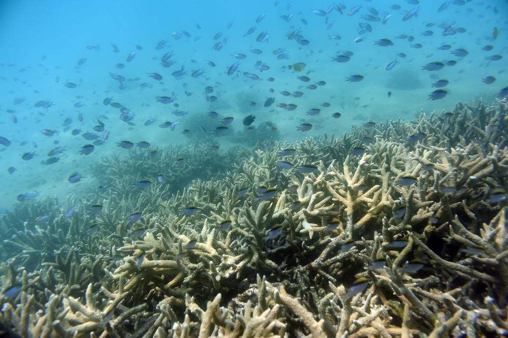 KOMITET UN PORUČIO: Veliki koralni greben da se doda na listu ugorženih