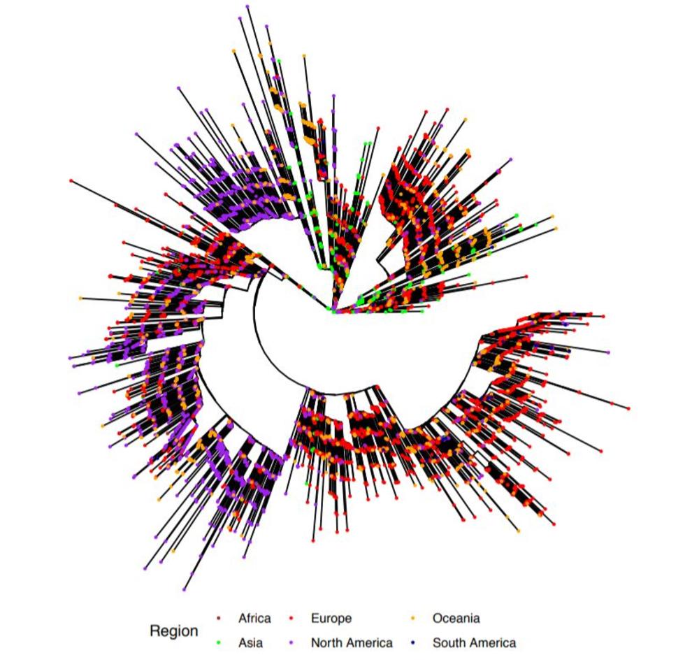 This depicts the evolutionary relationships among 7500 SARS-CoV-2 genomes sequenced from around the world