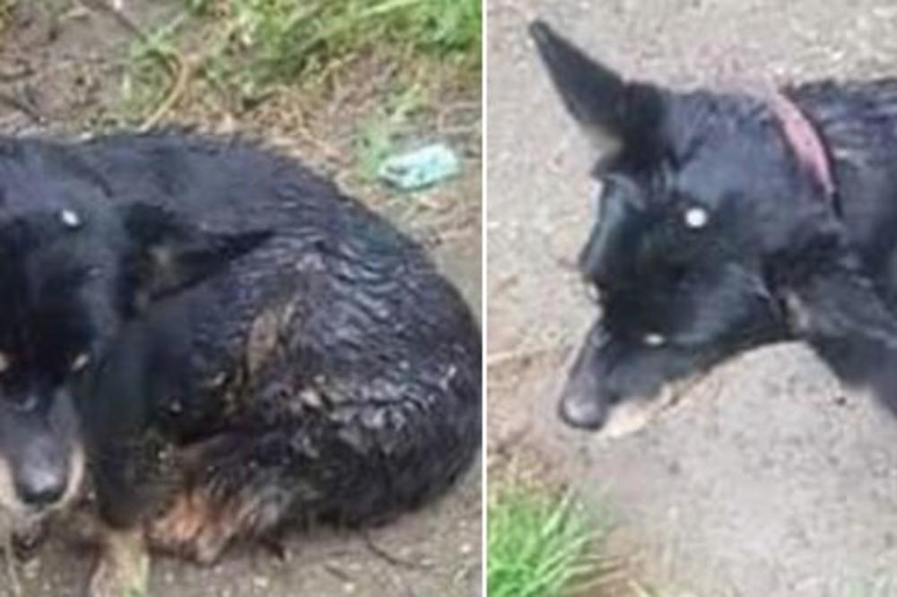MONSTRUOZNO! U Novom Sadu pronađen pas sa EKSEROM ZABIJENIM U GLAVU! Ko je bolesnik koji je mogao ovo da uradi?