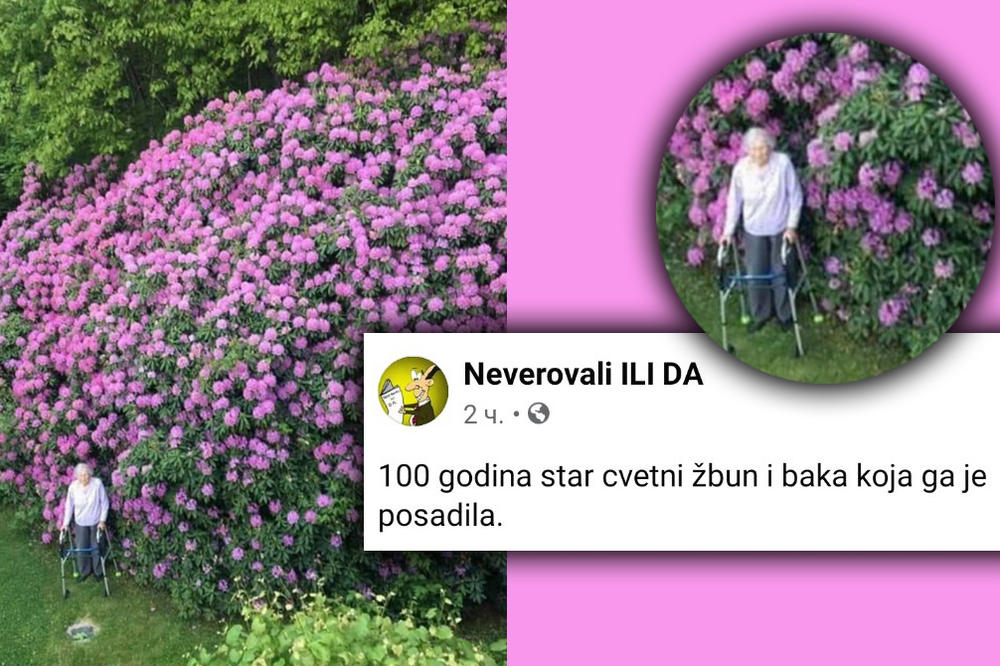 VEROVALI ILI NE: Ova baka je pre sto godina zasadila cvetni žbun, a sada se slikala pored njega