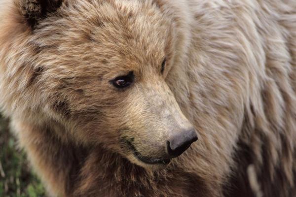 VISOKE TEMPERATURE: Zbog klimatskih promena pojavila se nova vrsta medveda