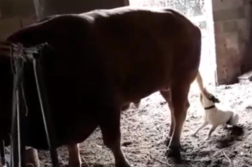 PAS JE UJEDAO BIKA ZA REP: A onda je biku DOJADILO i pas je PLATIO SKUPU CENU! (VIDEO)