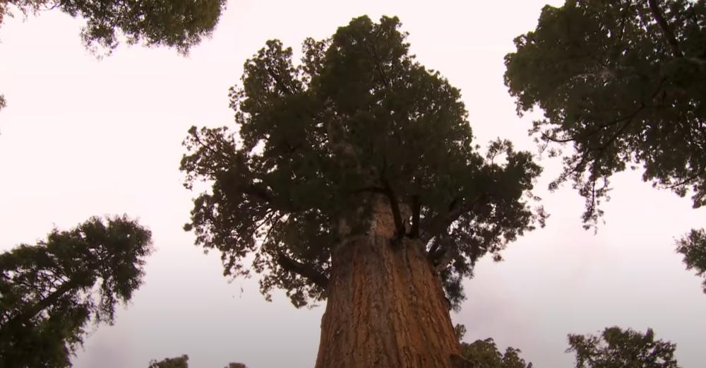 Sekvoja - najviše drvo na svetu