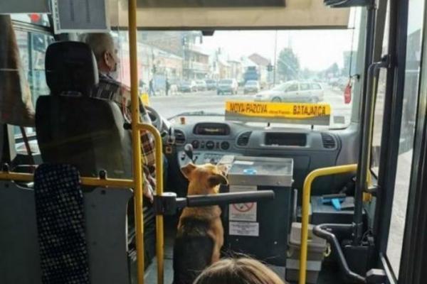 PRIZOR IZ BEOGRADA MNOGE JE RASPLAKAO: Vozač pustio psa unutra da se zgreje, a pogledajte šta sada radi (FOTO)