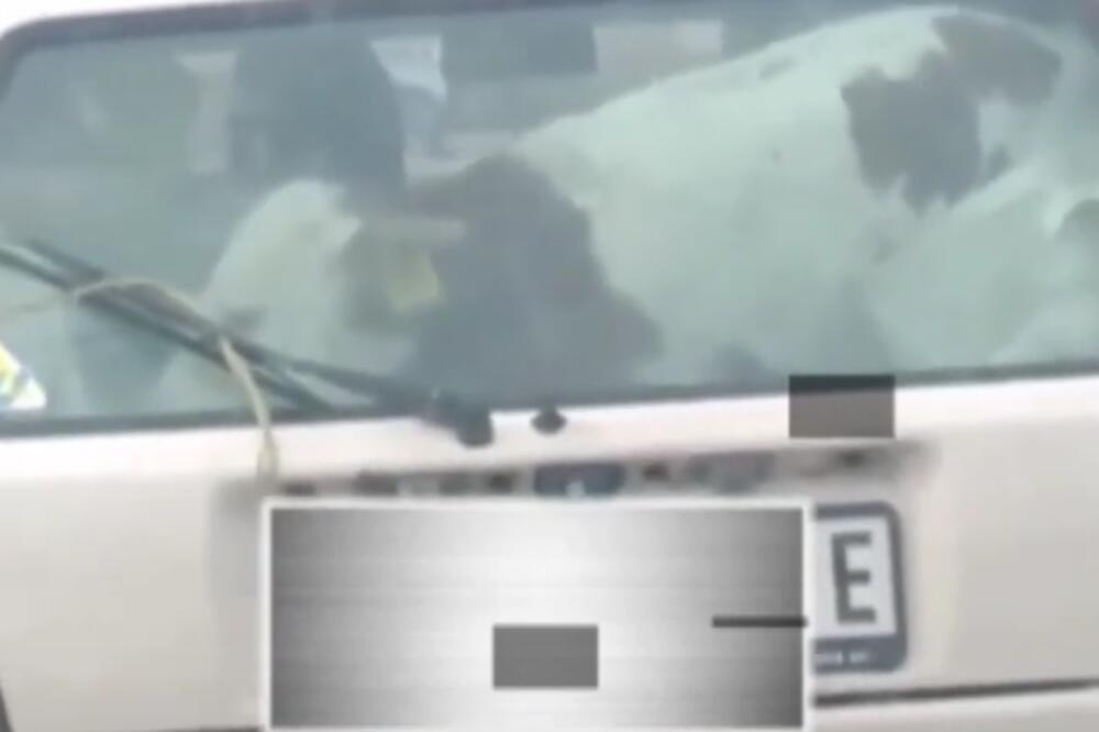 TELE PROVOZANO GLAVNOM ULICOM U UŽICU: Neverovatna scena na zadnjem sedištu automobila (VIDEO)