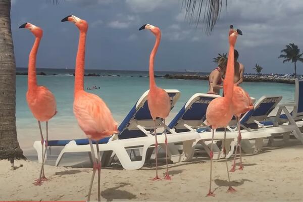 UŽAS: Desetine flaminga na Halkidikiju u Grčkoj uginule od trovanja!