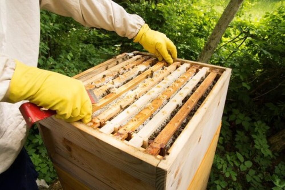 Pčelarstvo 