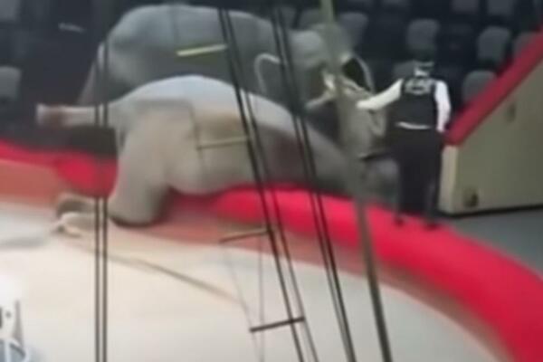 BORBA ZA DOMINACIJU: Dva slona se potukla u ruskom cirkusu,publika se RAZBEŽALA,nisu znali šta ih je snašlo (VIDEO)