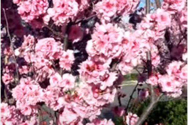 NAJRANIJE CVETANJE DO SADA: Japanska trešnja procvetala najranije u poslednjih 70 GODINA!