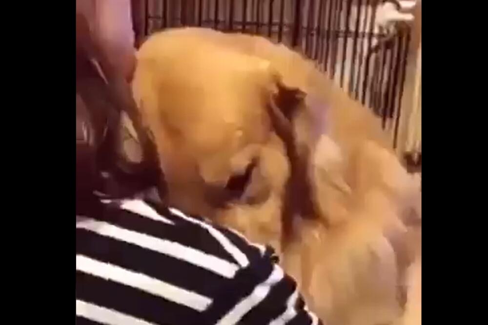 DEVOJKA JE IZABRALA BAŠ NJEGA U AZILU ZA PSE: Kako je ovaj pas reagovao NE MOŽE REČIMA DA SE OPIŠE! (VIDEO)