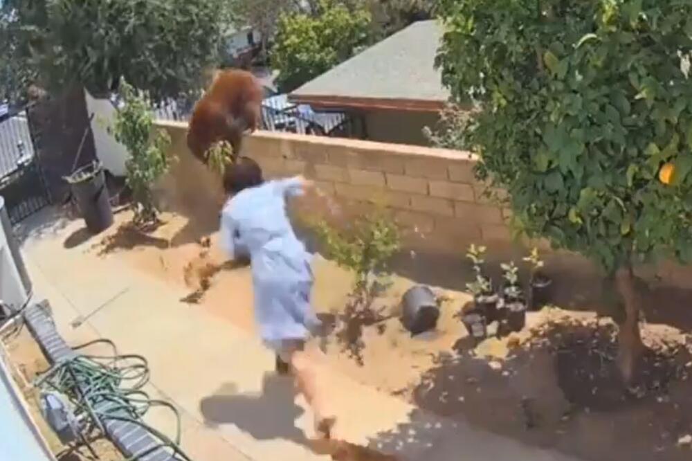 NEVEROVATNA SCENA, ŽENA JE NENORMALNA! Medved napao pse, a vlasnica ga GOLIM RUKAMA izgurala iz dvorišta! (VIDEO)