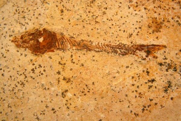 ŽIVELA U DOBA DINOSAURUSA: Pronađen fosil ribe star 95 miliona godina! (FOTO) (VIDEO)