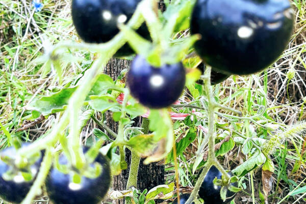 SVI MISLE DA JE PLAVI PATLIDŽAN, ALI SE VARAJU: Neobičan plod se sve češće sadi u selima oko Topole (FOTO)