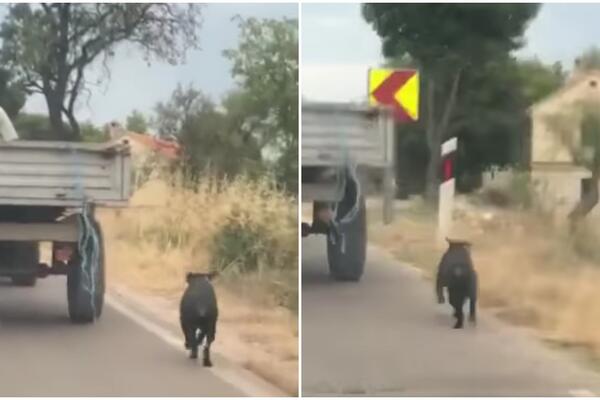 MONSTRUOZAN SNIMAK RAZBESNEO REGION: Vezao PSA za traktor, jadna životinja trčala da ne POGINE! (FOTO/VIDEO)